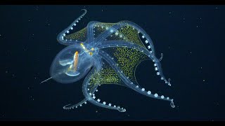 My Glass Octopus (4K) - Video by Schmidt Ocean Institute, soundtrack by Tatiana A. Gordeeva