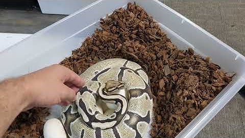 Pulling Ball Python Eggs One Handed