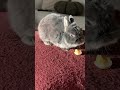 Bunny ASMR is the best ASMR #ASMR #asmrsounds #bunny #pets