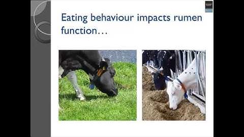 Optimizing Production by Considering Feeding Behavior