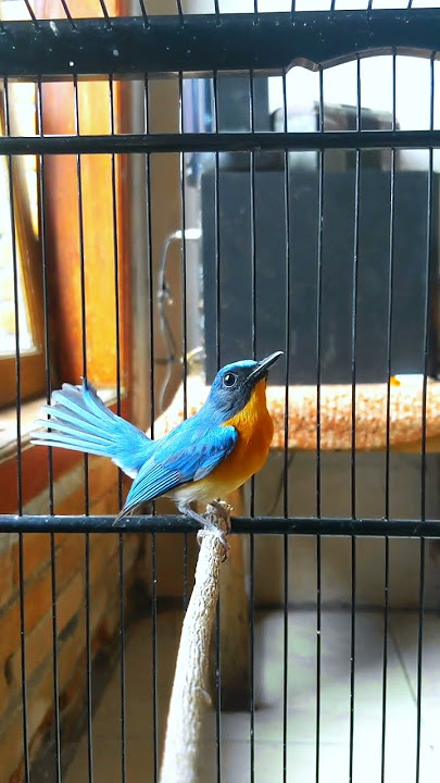 Kicau Burung Tledekan Gunung Gacor #sulingangunung #masteranburung #tledekangununggacor