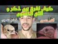 من أسهل الطرق للتفريق بين ذكر و أنثى الحسون