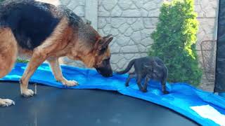 What's happening when a german shepherd dog meets Cats and puppies