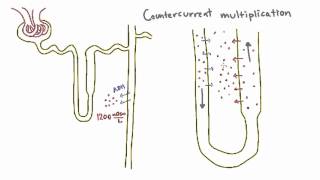 Countercurrent Multiplication in the Loop of Henle