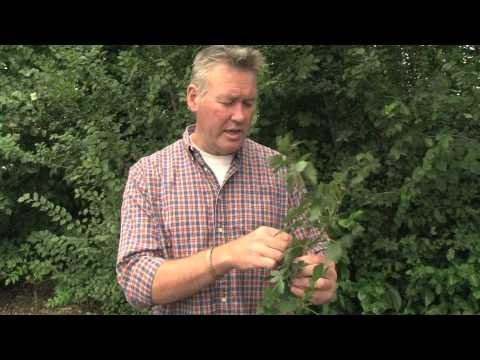 Identifying Field Maple