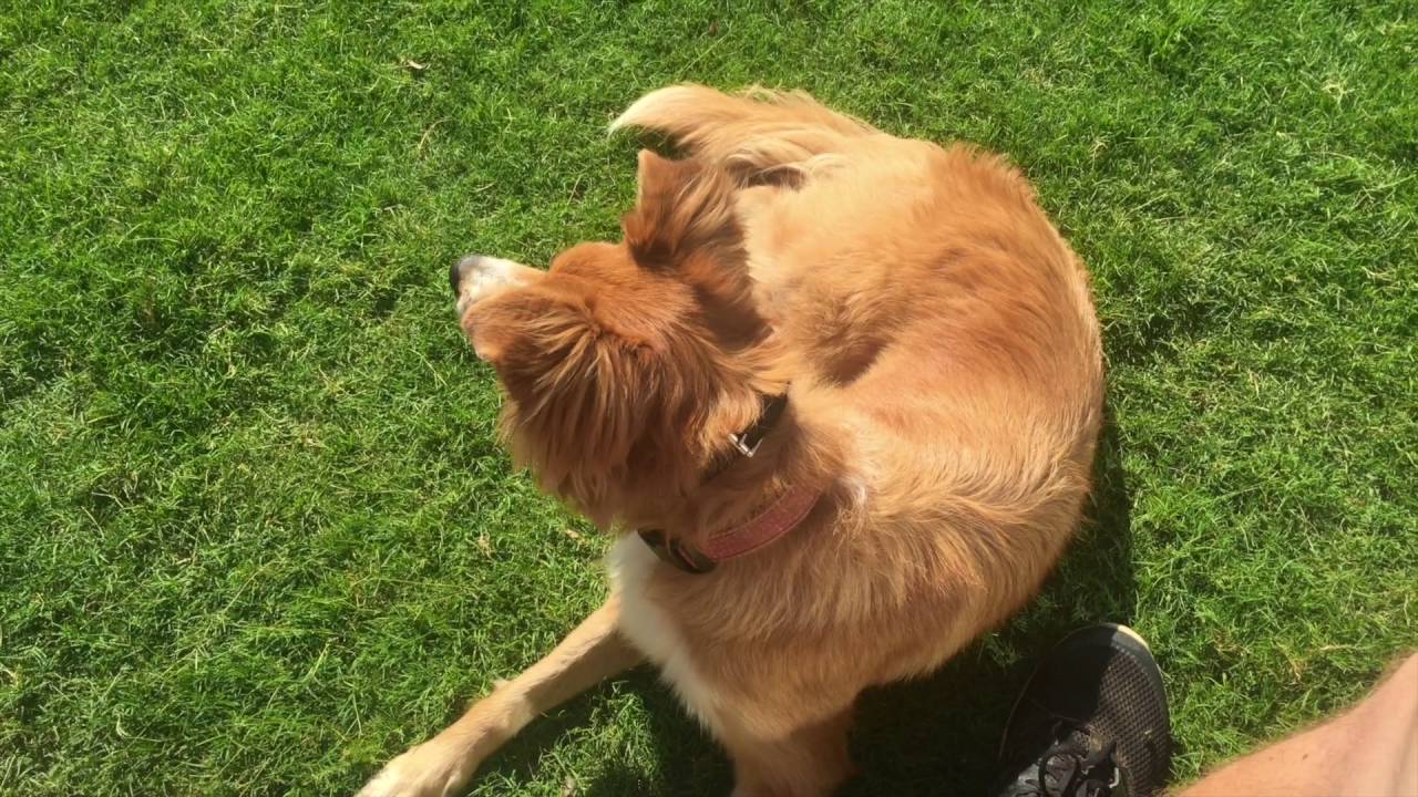 Smiley Riley's Turnaround/Best Mix Breed Dog Trainers Greenville SC/Amazing Dog Training heel turn