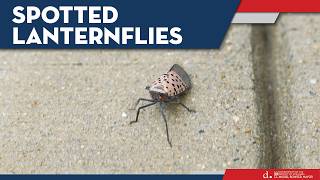 Spotted Lanternflies Explained: Everything You Need To Know