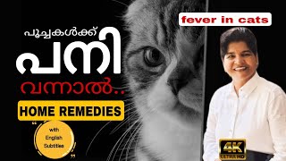 All About Fever In Cats & Home Remedies @NANDASPets by NANDAS pets 1,270 views 1 year ago 8 minutes, 13 seconds