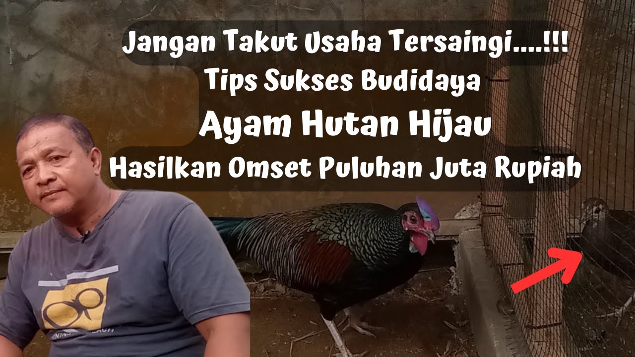 Begini Cara Budidaya Ayam Hutan Hijau Agar Bisa Sukses Hasilkan Anakan Yang Berkualitas