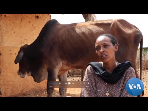 Booranatti Hongeen Loon Kuma Hedduu Ajjeese