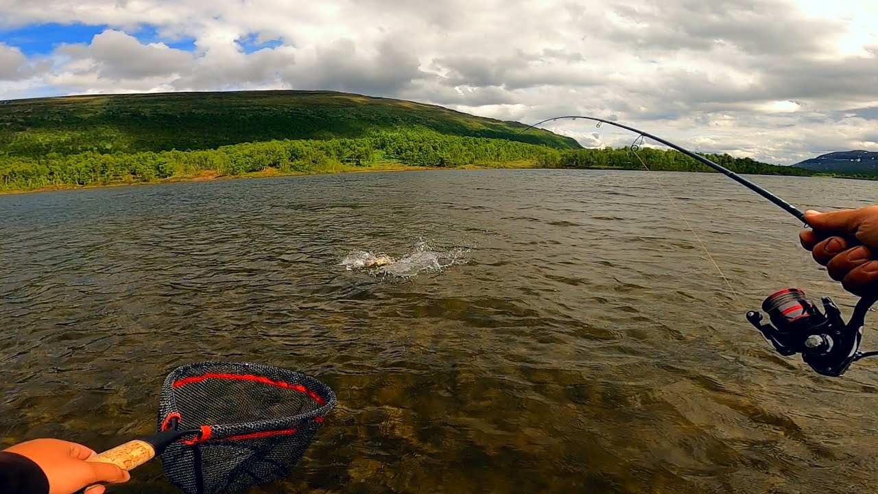 MIKÄ ON PARAS LIPPA TAIMENELLE?