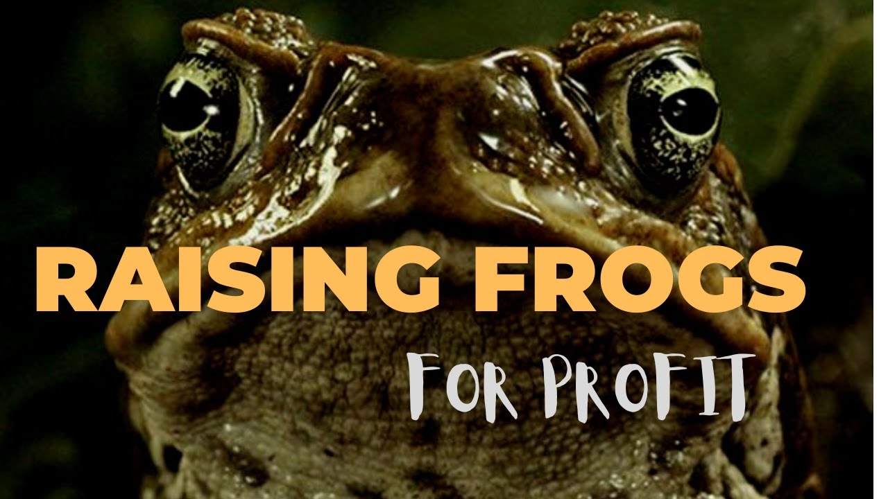 Raising Frogs For Profit YouTube