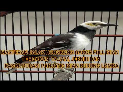 MASTERAN JALAK HONGKONG GACOR FULl ISIAN TEMBAKAN TAJAM VOKAL JERNIH DURASI PANJANG BERVARIASI