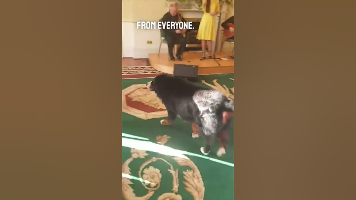 This dog searched through a crowd to find his owner ❤️