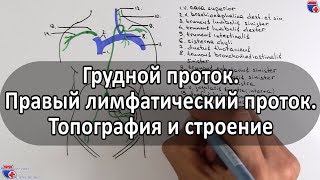 Анатомия, топография грудного протока и правого лимфатического - meduniver.com