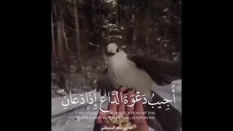 تلاوة خاشعة القرآن الكريم - مقاطع انستغرام دينية راقية