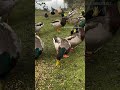 Duck And Pigeon