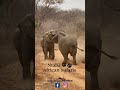 NAS Elephant wrestling