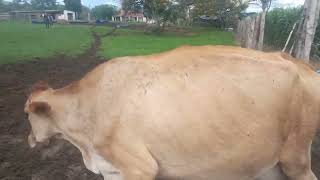 Levando As Vacas Para Tirar Leite