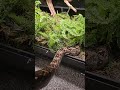 2018 Crawl Cay Boa Female - Hera