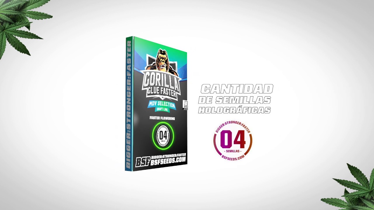 ¿Cómo reconocer un pack original BSF SEEDS? NO COMPRES FALSIFICACIONES!