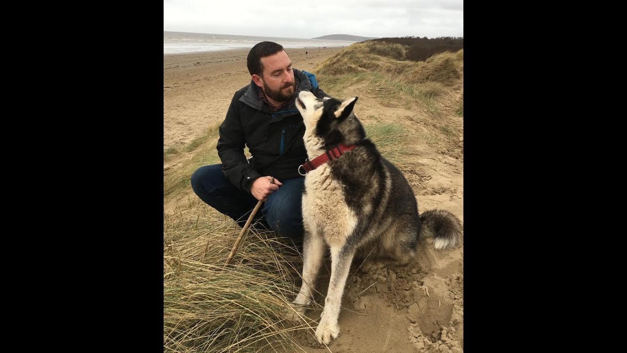 Clever Malamute Sherpa showing his good memory from puppy training