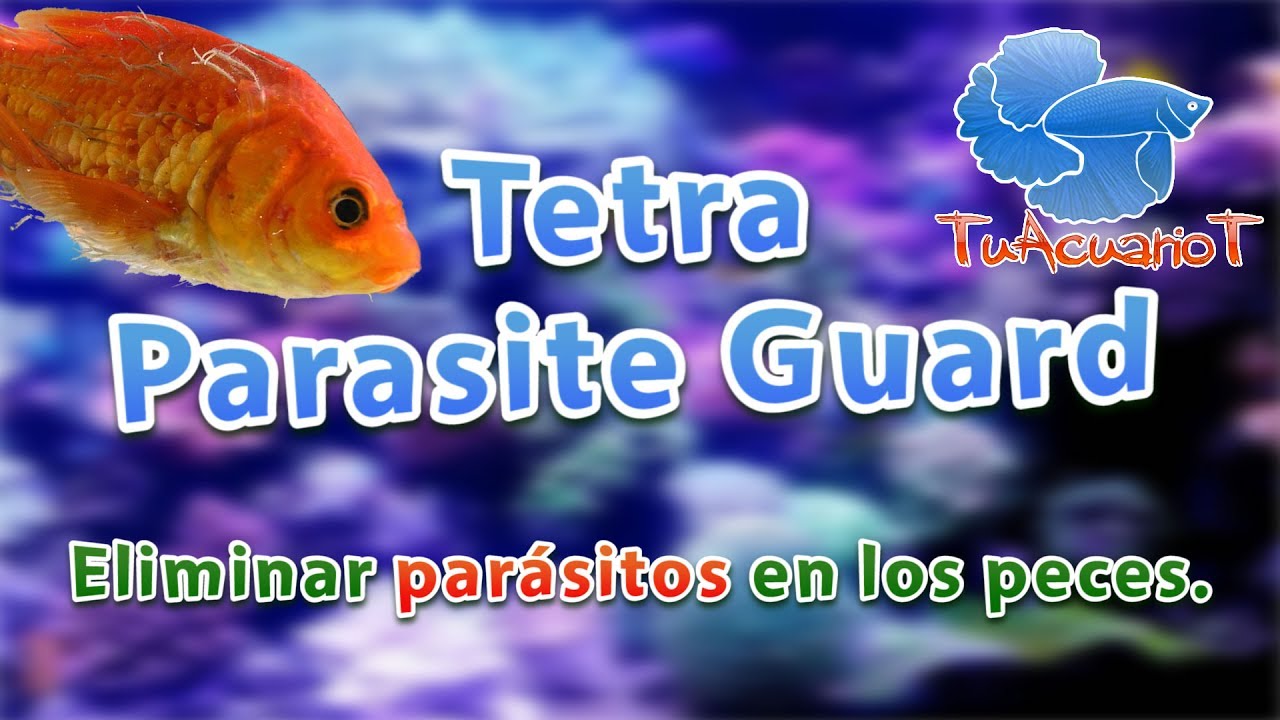 como curar parásitos en peces