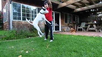 Chewy Optical Flow FCPX 720p 60 FPS