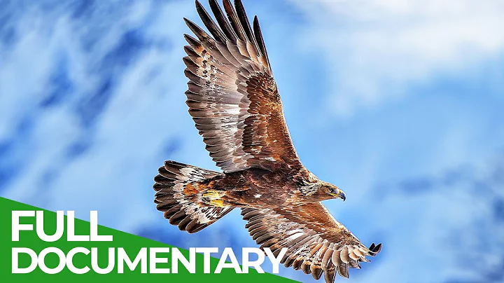 The Golden Eagle - Kings of the Alps | Free Documentary Nature