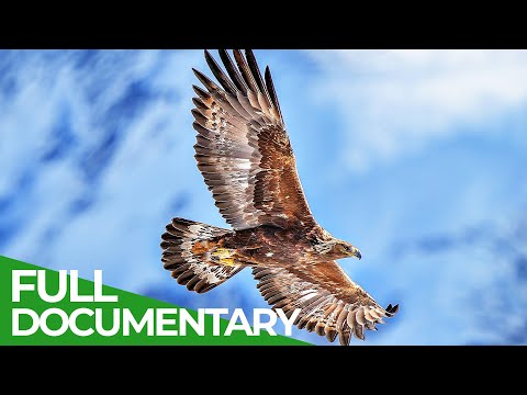 Video: Golden eagle - a bird of high mountains