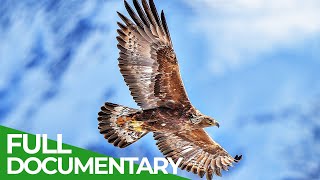 The Golden Eagle: King of the Mountains | Free Documentary Nature