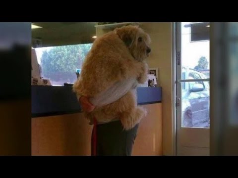 Do dogs hate hugs?