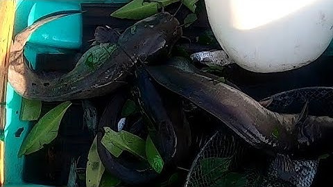 Quẹo Cần Giờ Tập 8: Bắt Hôi Đăng Trúng Quá Nhiều Cá To