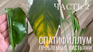 видео: №35. Спатифиллум. Почему молодые листья засыхают, вырастают недоразвитые, скрученные. картинка: №35. Спатифиллум. Почему молодые листья засыхают, вырастают недоразвитые, скрученные.