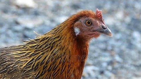 tiếng gà mái gọi trống cực chuẩn