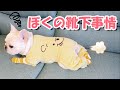 ぼくが靴下を履く意外な2つの理由...【フレンチブルドッグ frenchbulldog】