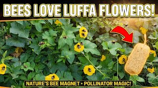 Luffa?! A bees best friend?