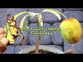 How to grow mango from seed