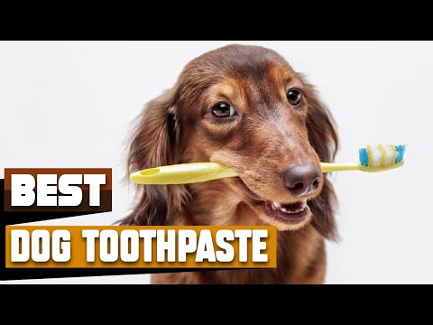 Dog Toothpaste Which Are The Best Dog Toothpastes In 2025