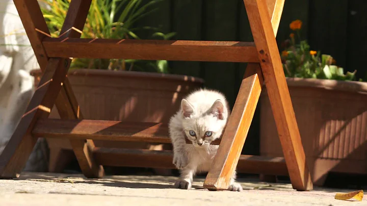 Watch the video about Bengal X Ragdoll Kitten Meowing