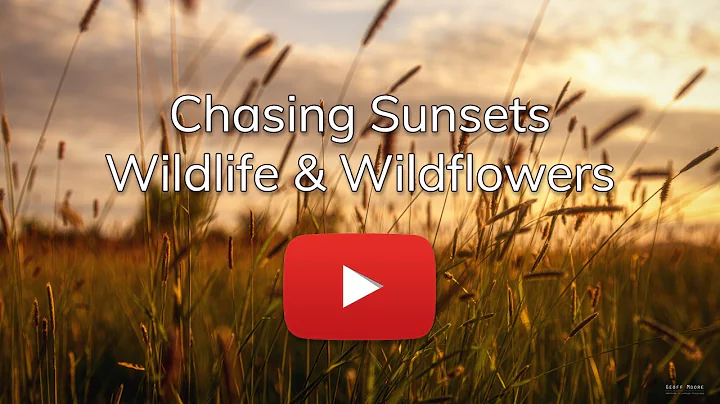 Chasing Sunset and Wildflower & Wildlife Photos - DayDayNews