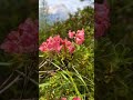Giro della Croda Da Lago, con partenza da Ru Curto
