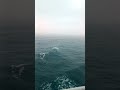 Nefertiti ship in mid sea...❤️❤️ #nefertiti #cruiseship #travel #trending #ytshorts