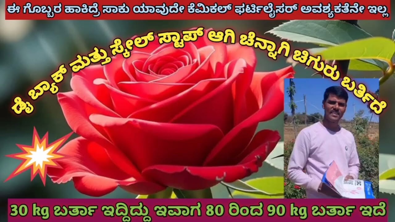 30 kg ಬರ್ತಾ ಇದ್ದಿದ್ದು ಇವಾಗ 80 ರಿಂದ 90 kg ಬರ್ತಾ ಇದೆ || ಗುಲಾಬಿ ಕೃಷಿ || Merabul 