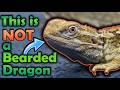 Why Rankin's Dragons are Better than Bearded Dragons!