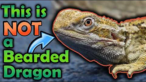 Why Rankin's Dragons are Better than Bearded Dragons!