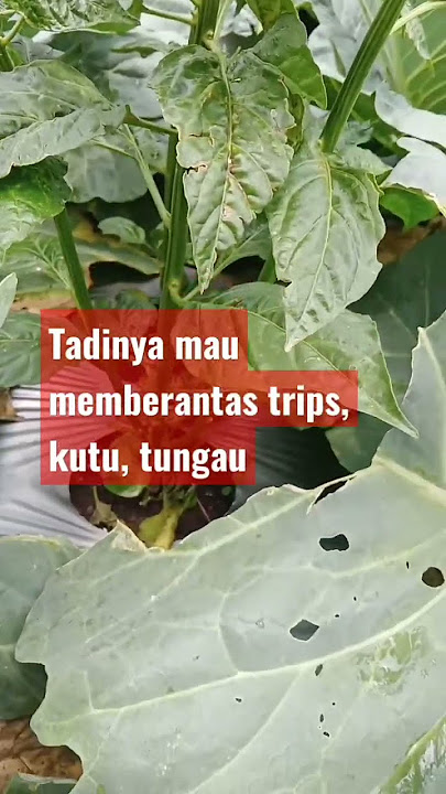 Inilah penampakan over dosis penggunaan pestisida pada daun pucuk tanaman cabe rawit