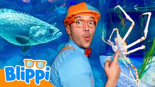 blippi s sea animal scavenger hunt let s go under sea