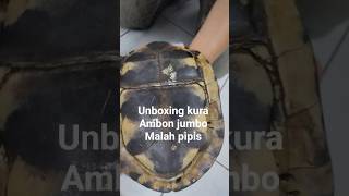 Unboxing kura Ambon jumbo jantan, dibalik malah pipis kuranya #kurakura #turtle #ambon #box #batok