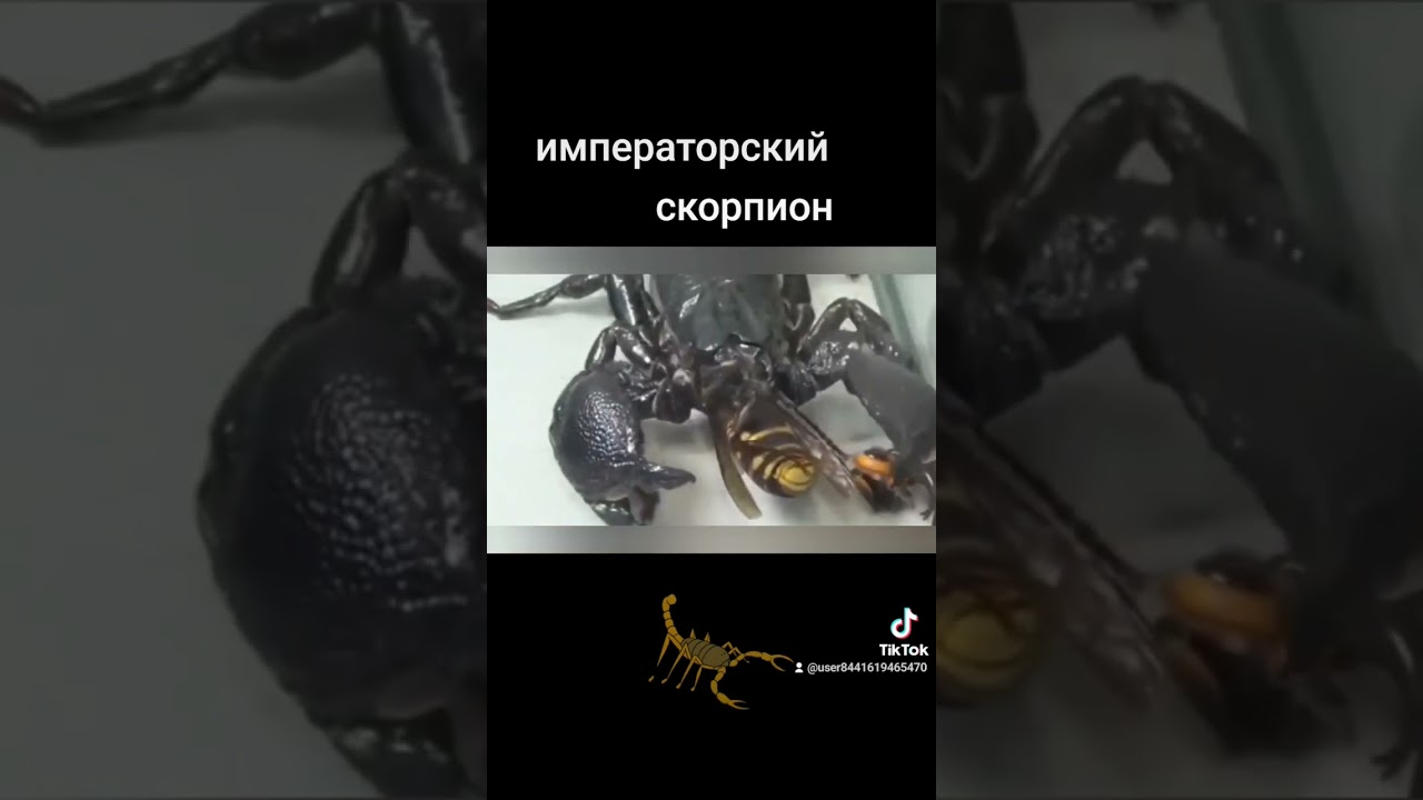 императорский скорпион 🦂, интересные факты.